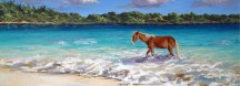 Sun Bay Horse